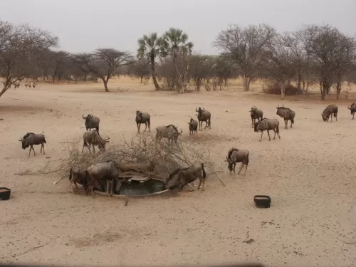Wildebeast Coming In To Water